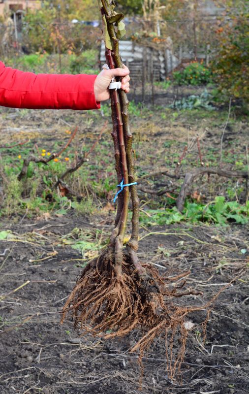 Garden Shrub Removal