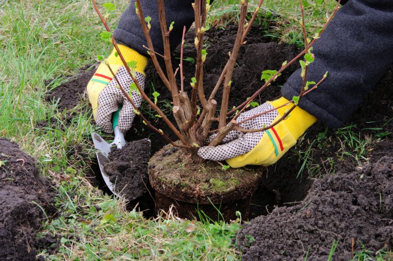 Inside a Shrub Removal